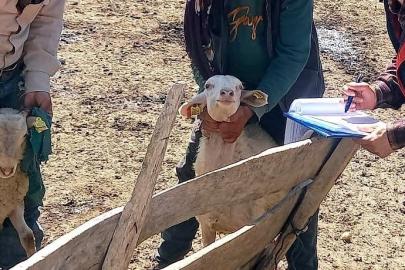 Kuzuların gelişim süreçleri kontrol edildi