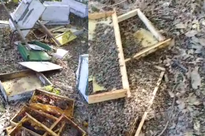 Mudanya'da ayılar arı kovanlarına saldırdı... Çok sayıda arı telef oldu