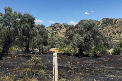 Nazilli’de zeytin bahçesi yangını