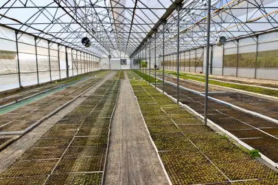 Ordu’da çiçeklerle kent estetiği güçleniyor
