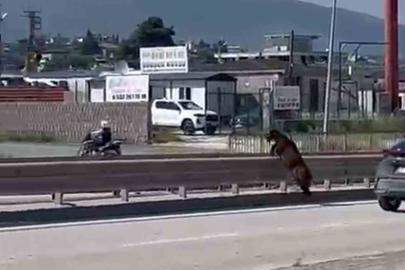 Orta refüjden atlayan kurbanlık keçi sahibini geride bıraktı