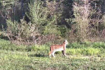 Ovacık’ta nadir tür vaşak fotokapana yansıdı