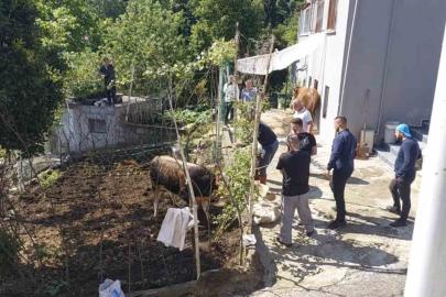 Rize’de kaçan kurbanlık sahiplerine zor anlar yaşattı
