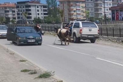 Saatlerce peşinden koştular: Kurbanlık dana ilçeyi birbirine kattı