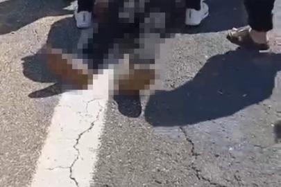 Şanlıurfa’da kurbanlık yüklü kamyonet devrildi: 1 ölü, 1 yaralı