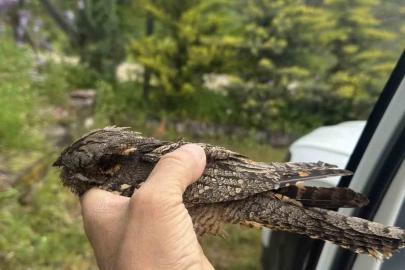 Sinop’ta yaralı kuşa şefkat eli
