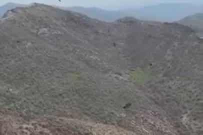 Şırnak’ta kartalın domuz avı kamerada