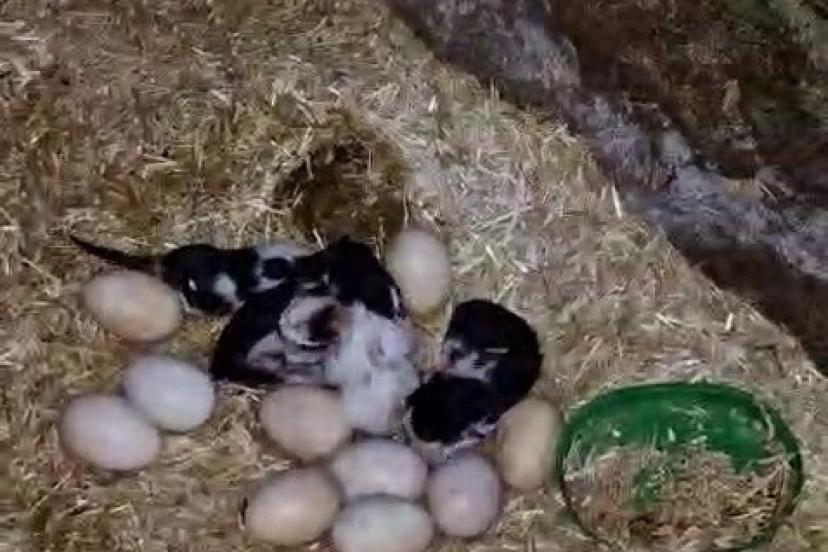 Tavuk ile kedi arasında "Annelik krizi" kamerada