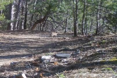 Uludağ’da yaban kedisi fotokapana takıldı