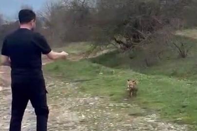 Yanına yaklaşan tilkiyi elleriyle besledi