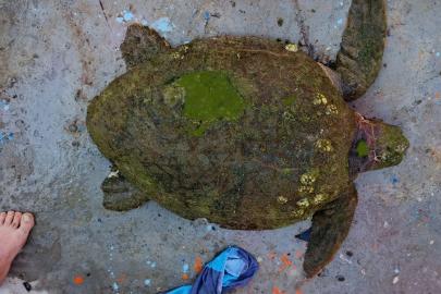 Yaralı Caretta caretta’ya yardım eli uzandı