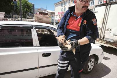 Yavru kediyi kurtarmak için iki operasyon