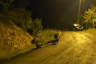 Anne ayı ve üç yavrusu komşusu oldu