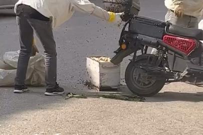 Arılar motosiklette oğul verdi