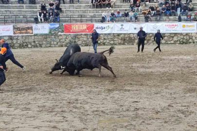 Ayder’de boğa güreşleri sağanak yağışa rağmen heyecanlı başladı