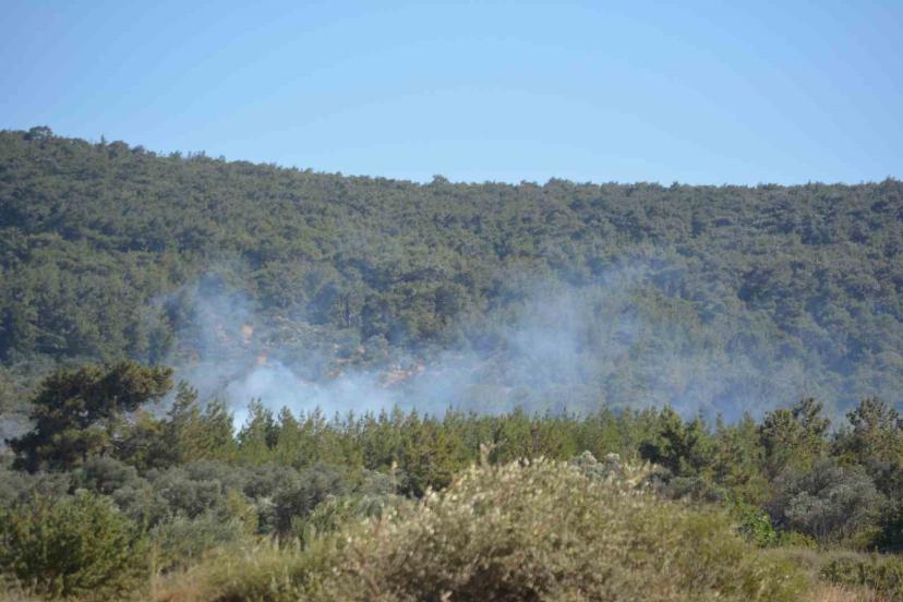 Ayvalık’ta çiftlik yangını ormana sıçradı