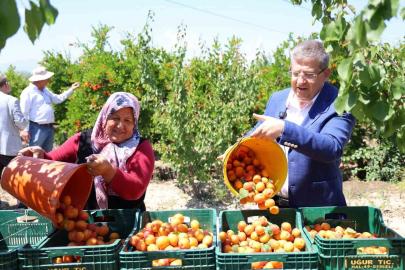 Başkan Subaşıoğlu kiraz ve kayısı üreticileriyle birlikte hasat yaptı