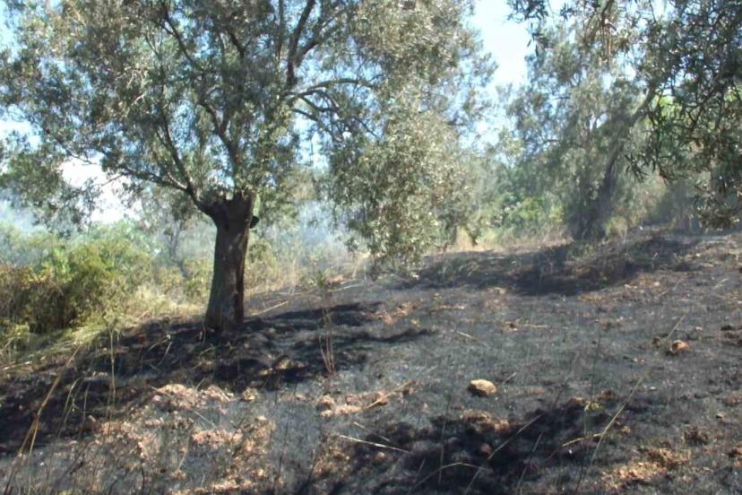 Burhaniye’de çıkan arazi yangınında çok sayıda zeytin ağacı zarar gördü