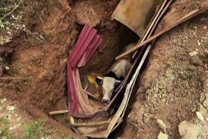 Definecilerin kazdığı çukura düşen büyükbaş hayvan operasyonla kurtarıldı