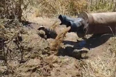Diyarbakır’da sulama borusundan porsuk çıktı