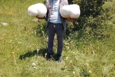 Doğada 20 kiloluk mantar buldu