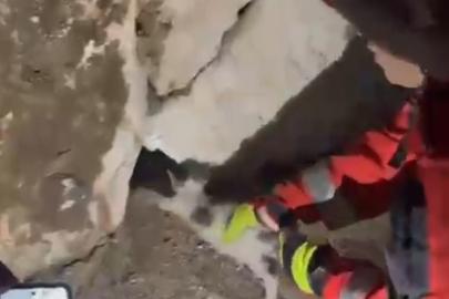 Duvara sıkışan kediyi itfaiye kurtardı
