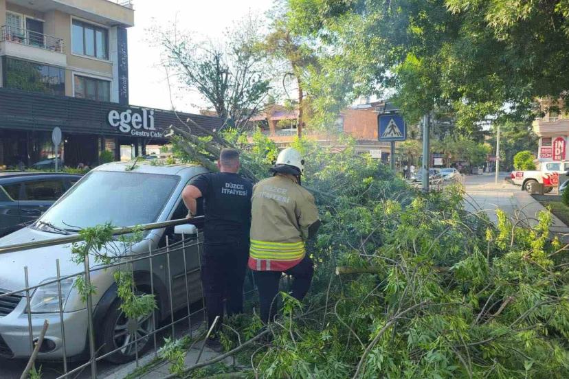 Düzce’de üzerine ağaç devrilen araca "hatalı park" cezası