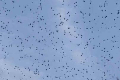 Elazığ’da ender rastlanan doğa olayı: Gökyüzünü böcekler sardı
