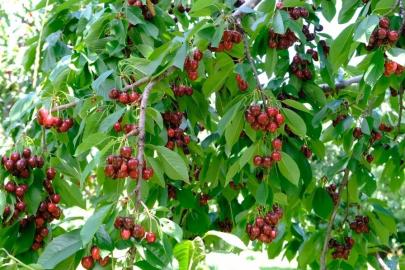 Erzincan’da yazın habercisi kiraz tezgâhlara iniyor