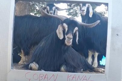 Fenomen çoban bu kez ekran başına geçen keçisine seslendirme yaptı