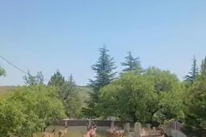 Koruma altındaki dağ keçileri Harput mezarlıklarında görüntülendi
