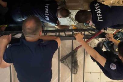 Merdiven boşluğuna sıkışan kedi merdiven ve fayans kırılarak kurtarıldı