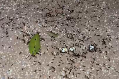 Minik karıncaların büyük yolculuğu