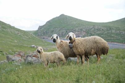 Niğde’de küçükbaş hayvancılığa dev destek