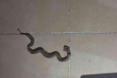 Siirt’te apartmanda görülen yılan paniğe neden oldu