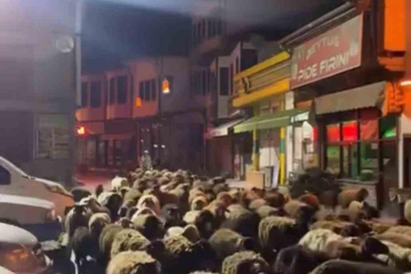 Tokat’ta yayla göçünde yüzlerce koyun şehir merkezinden geçti