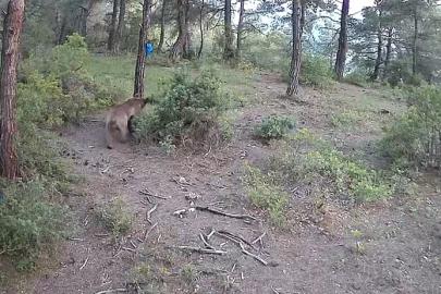 Yaban hayvanları fotokapana böyle yansıdı