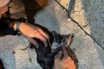 Yangında mahsur kalan kedileri itfaiye ekipleri kurtardı