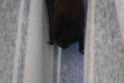 Yarasa balkon perdesini yuvaya dönüştürdü, ev sahibi ‘Batman’ adını verdi