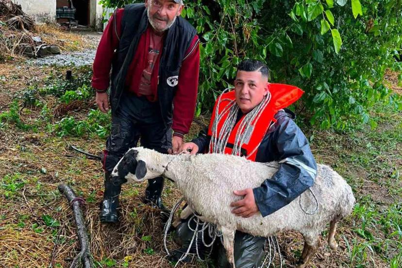 Yoğun yağış nedeniyle suda mahur kalan koyun kurtarıldı