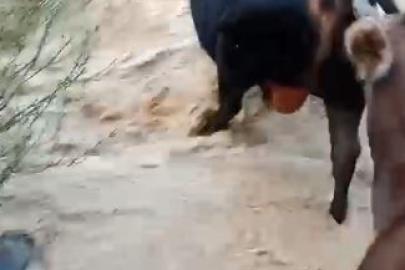 Yusufeli’nde taşan dereden geçen büyükbaş hayvanlar kamerada