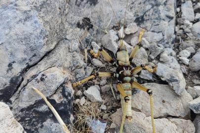 Adıyaman’da 15 santimetrelik çekirge şaşırttı