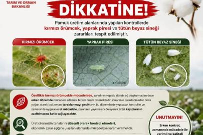 Aydınlı pamuk üreticilerine zararlı uyarısı