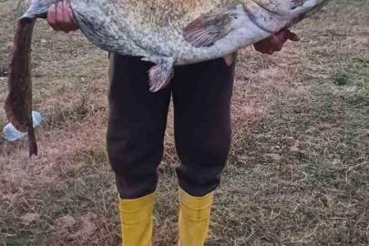 Barajın devi oltaya takıldı: 35 kiloluk yayın balığı yakaladı