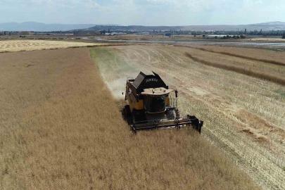 Çorum’da çiftçinin talebiyle planlı üretime alınan kanolada ilk hasat sevinci