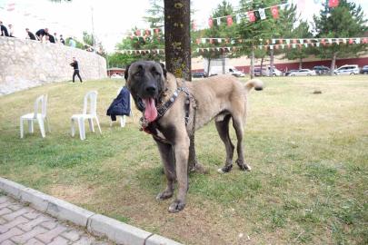 Çorum’da Türk çoban köpekleri görücüye çıktı