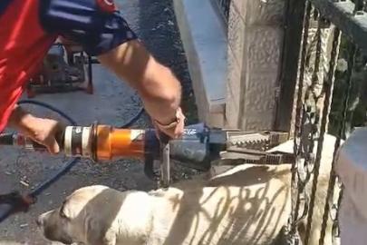 Demir kapıya sıkışan köpeği itfaiye kurtardı