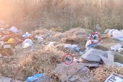 Diyarbakır’da boş arazideki çöpler fare yuvasına döndü