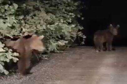 Gece yarısı ayılarla karşılaşan vatandaşlar panik yaşadı: O anlar kamerada