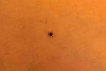 İnegöl’de kene alarmı